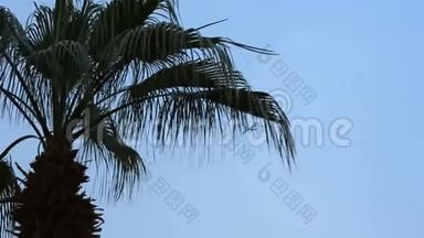 通过在蓝天上飞行的飞机上的棕榈树的叶子观看。 飞机飞过黄色的大楼